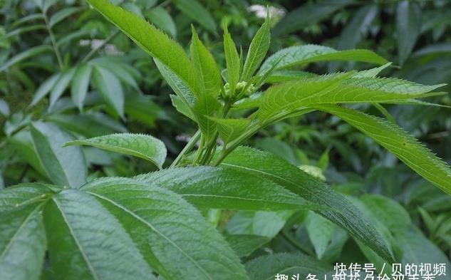 此种植物常长于房前屋后,曾经被人们所忽视,殊不知可入药