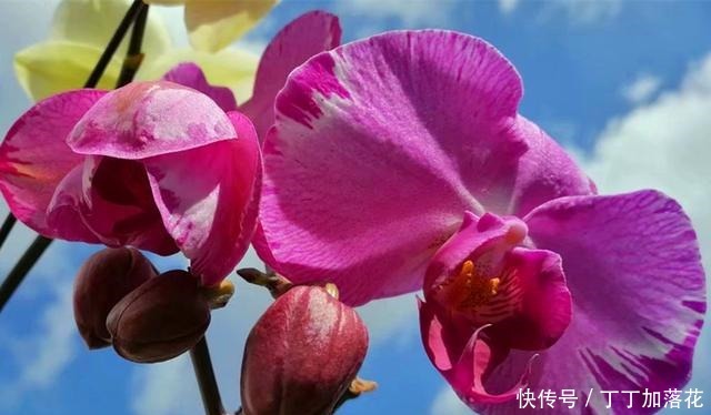 肥料|想让蝴蝶兰六月开花,养护环境重要,用对养护方法也很重要!