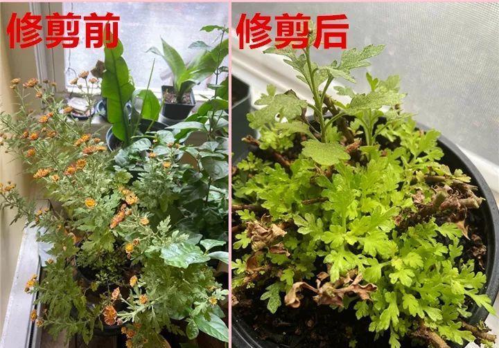 10种花,现在抓紧剪,更抗冻、好过冬!