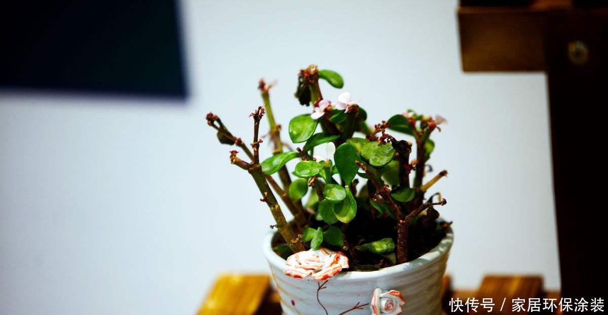 新手养多肉要注意,这2个坑要小心,不然养不好多肉