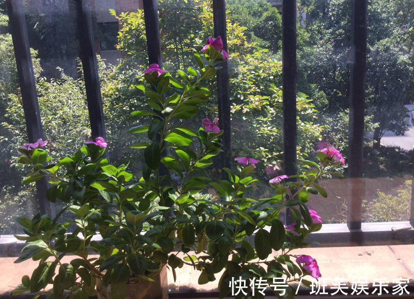 在家养花很勤快长出来的花还不如懒人养得好，原因在这 ！