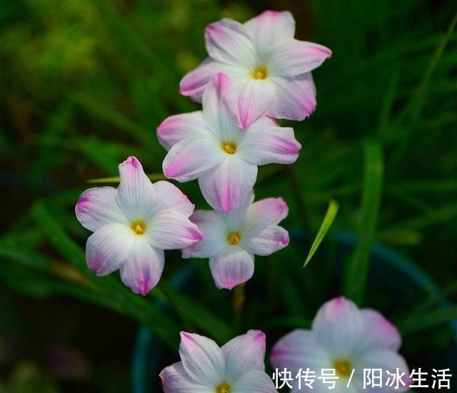 一种可爱美丽的花卉盆栽，很好种，三天就能开花，耐热耐寒，深受喜爱