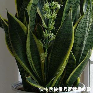 这三种绿植最适合忙人养,扔家里不用管,自己就能蹭蹭长不停