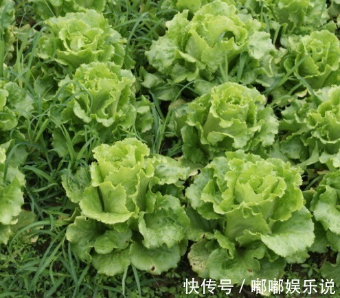 营养|此青菜尽量不要购买,没营养还对身体不好,赶快提醒家人