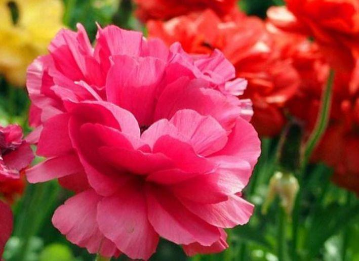 此款花卉,花艳易爆盆,花色柔美,花朵烂漫迷人,美爆了