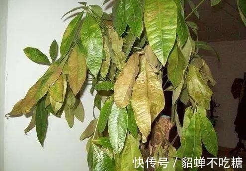 秋冬发财树怎么养?知道这4点就够了,保证枝繁叶茂