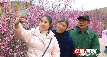 江永|江永:万亩野生紫荆花惹人醉