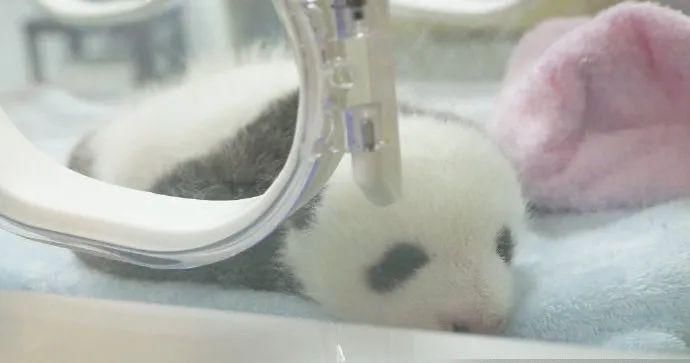  小龙女|当大熊猫遇上《神雕侠侣》