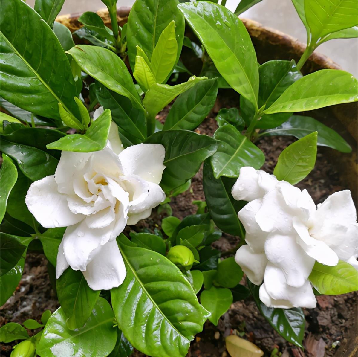 大太阳|夏天养花,就养“耐晒花”,越晒花越香,阳台变花海