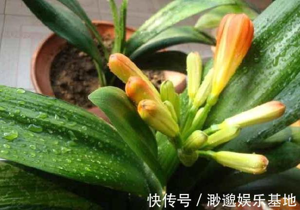 叶片|淘米水、啤酒、牛奶浇花,有什么忌讳弄懂这些变成养花的宝贝