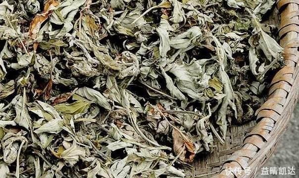 救命草|田间地头没人要的野草，却是腰间盘突出的“救命草”，三天起效