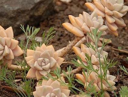 合适多肉新手种植的9种肉肉,新手的福音,最好养的肉肉