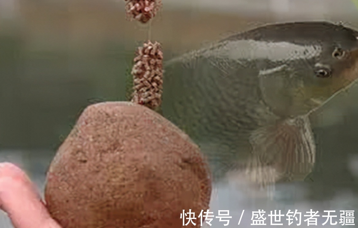 境界|高手教你黑坑钓鱼的诱鱼技巧,最有效的三大诱鱼妙招——盛世三渔