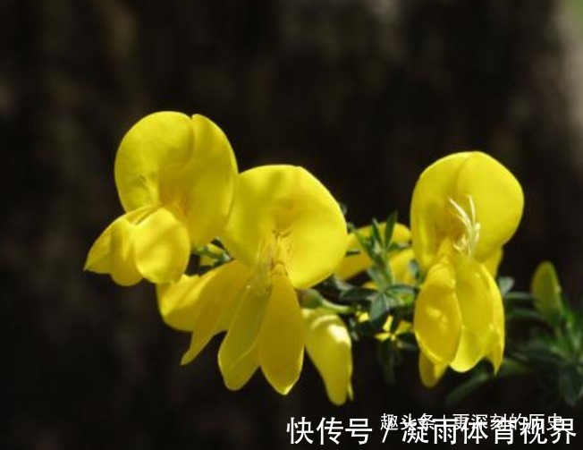 银绿色|此花花色金黄,妖娆的花姿宛如展翅欲飞的金色雀鸟,格外璀璨夺目