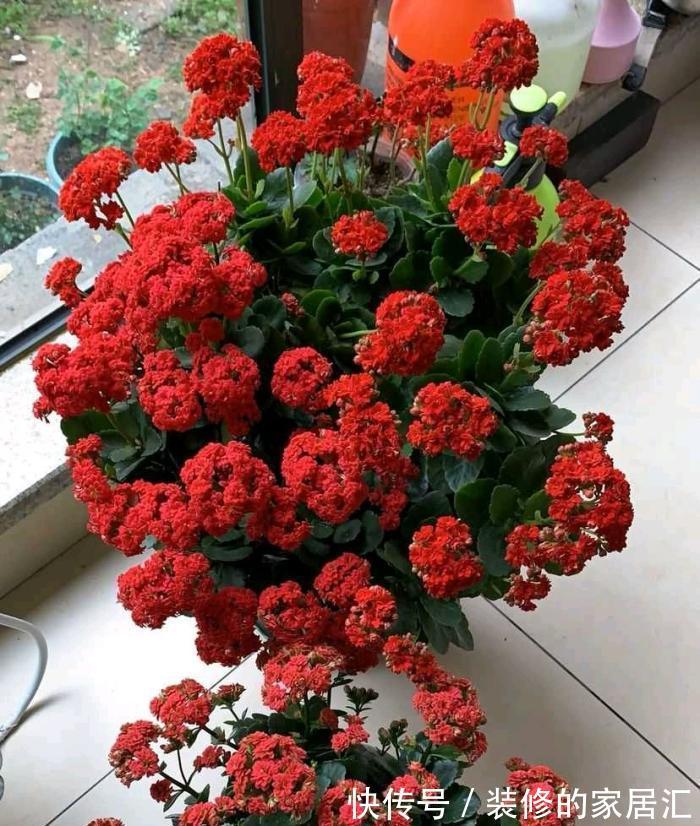 5种“漂亮花”，别随便晒太阳，晒得越多，开花越少，别弄反了