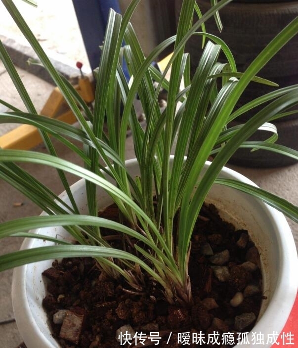 冬天|入秋后兰花怎么养?教你3个养护小妙招,熬过冬天,兰花越涨越旺