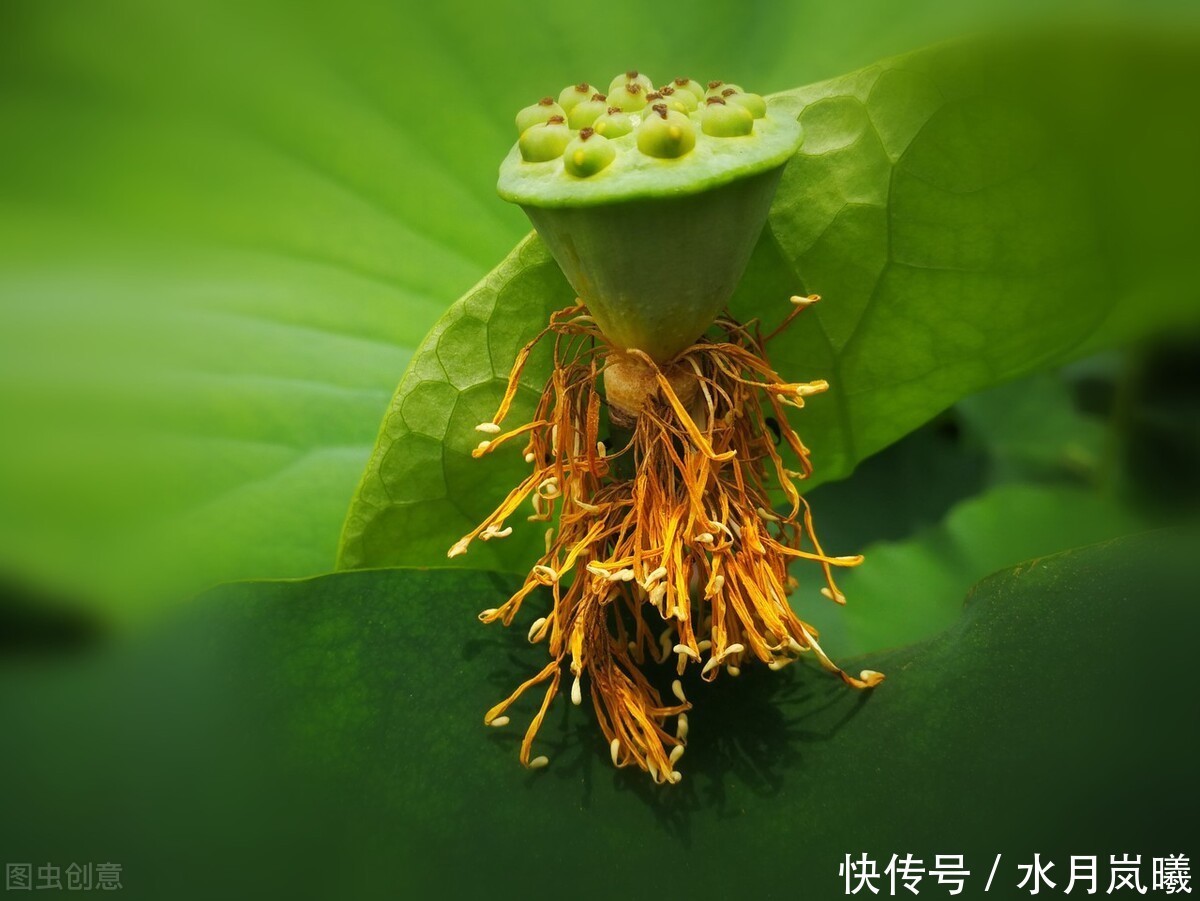 繁华|漫卷时光，岁月留香，倚窗听雨思韶华，静数流年入烟霞