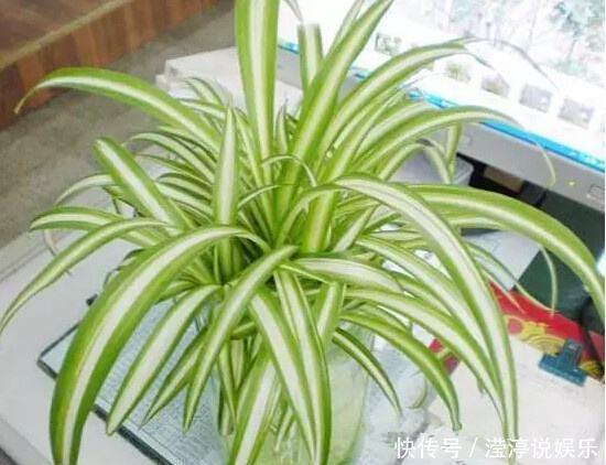 仙人掌|4种适合厨房摆放的植物,居然还这么有用!