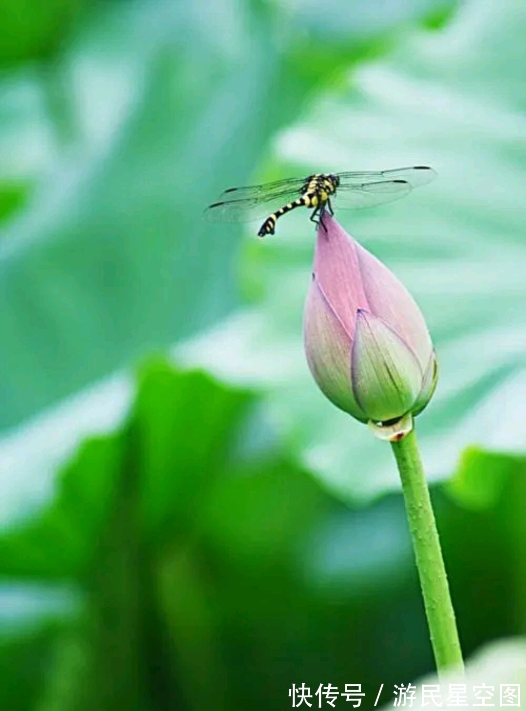 对联!七言上联:闹市菊开铜臭味,邀对下联,并上期30副优秀对联选登