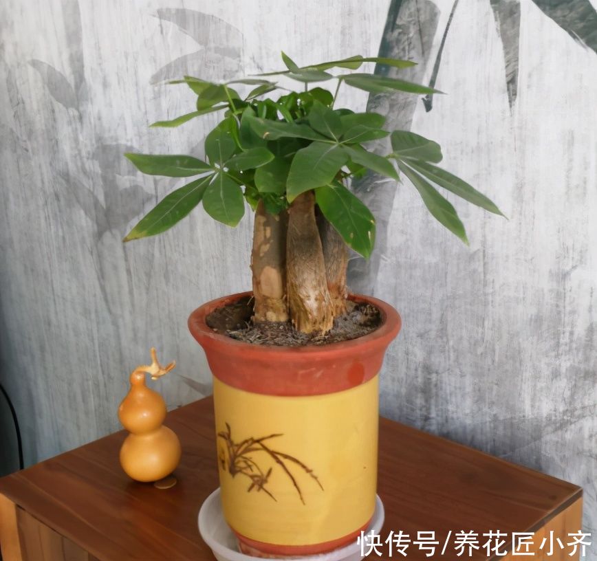 硫酸亚铁|养发财树有“4大忌”，轻则会黄叶，重则会烂根