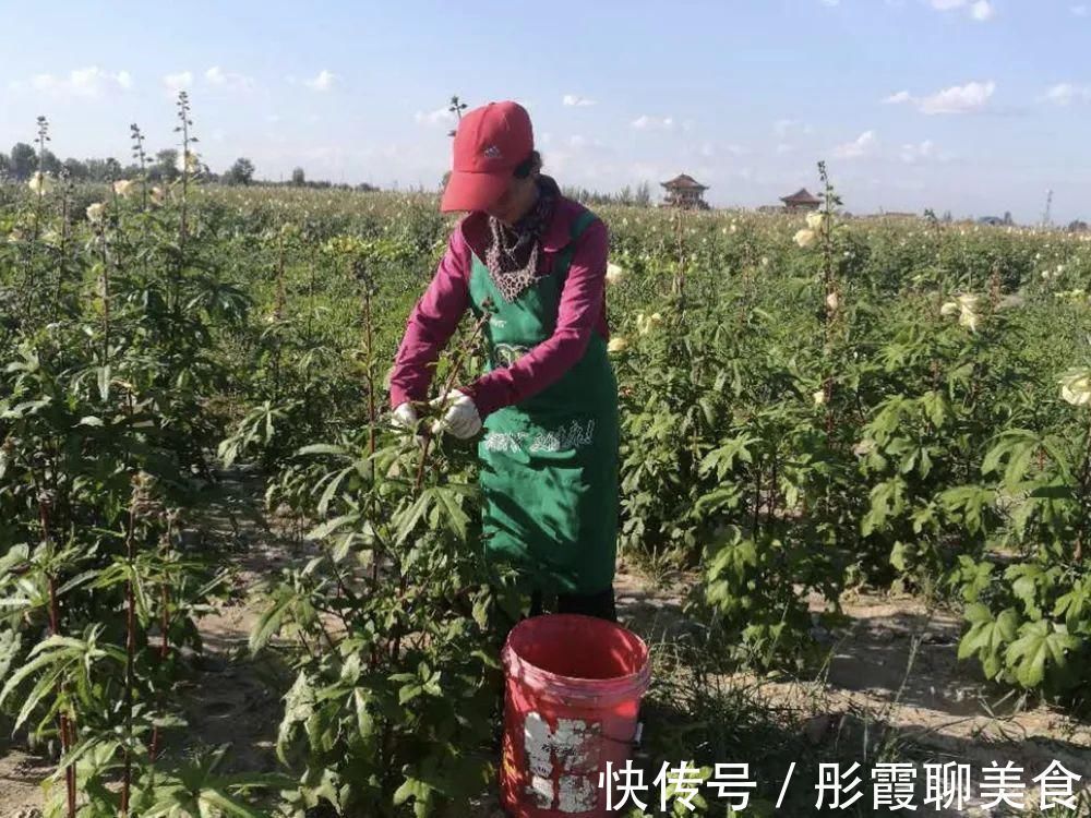 黄秋葵|曾被认定早已灭绝,“死而复活”之后,却成了餐桌上一道小菜