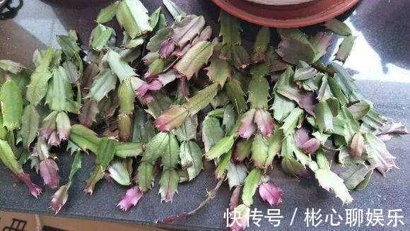 薄叶|蟹爪兰“红叶、薄叶”怎么办2招帮你救花,叶子精神绿油油!