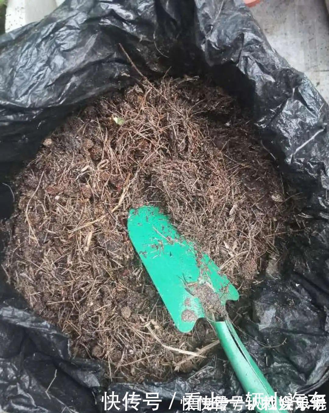生石灰|养花技巧：花盆里出现这个，抓紧换盆，不然一浇水就死翘翘
