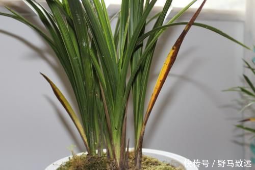 家里花草容易“干尖”4个原因要知道,用3个方法能预防