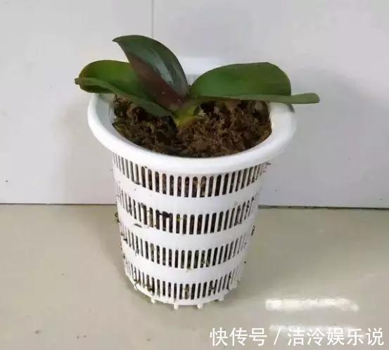 烂根|养花圈子中，1种花公认“不好养”，能养好的都是大神！
