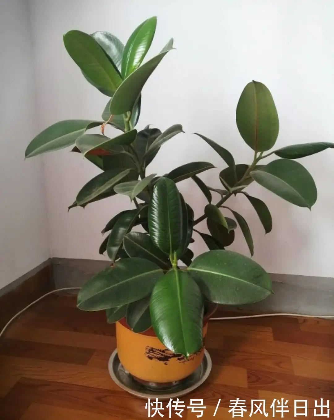 超级耐旱花,整个冬天不浇水,还能胖一圈!