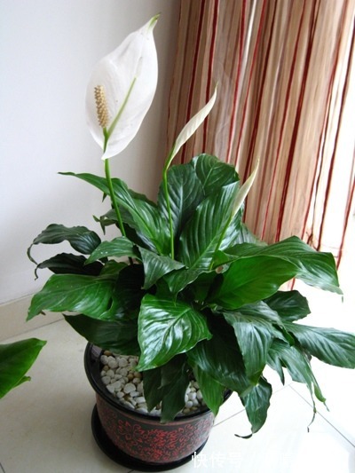 好花都是浇死的，10种常见花，浇水别太勤快！