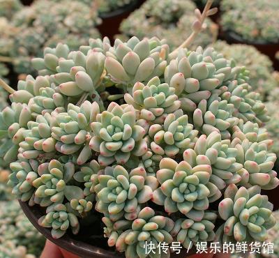 公认香味浓郁的4款多肉植物,你若一盆没养过,那就太可惜了!