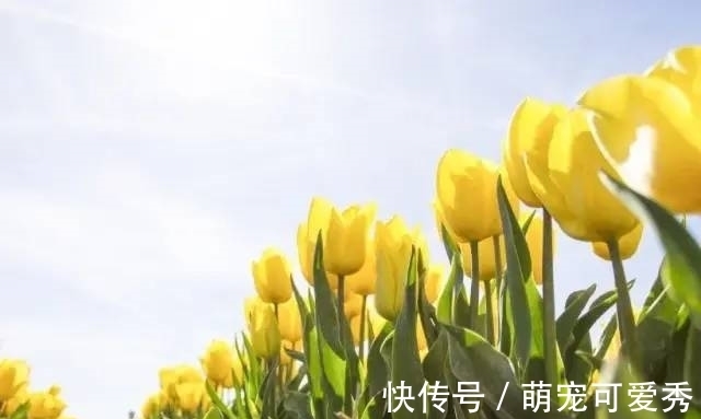 爱情|最快在下个月,缘分桃花非常妥协,爱情更加坚固的4大生肖!