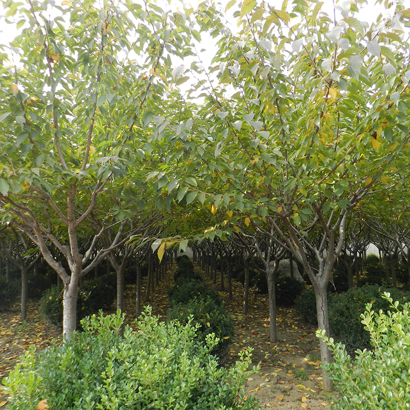 花了100块不到,庭院就大变样,花香四溢,一不小心变成花海