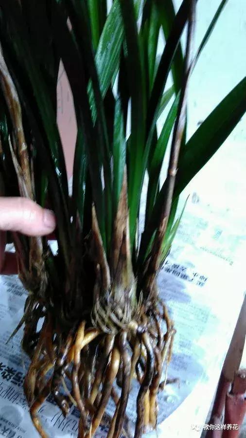 换盆不修根,等于白换,再怎么换也不好使!