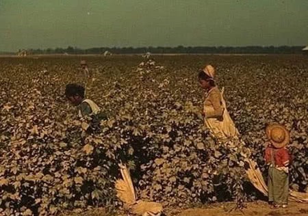 鸦片战争|中国茶叶往事:美国独立的“催化剂”,间接导致“鸦片战争”爆发