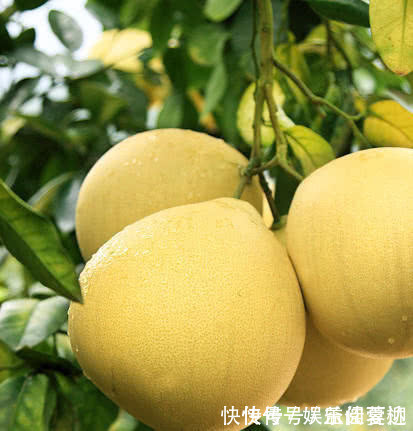 香瓜|肝不舒服的人,多吃以下4种水果,能开胃健脾、养护肝脏