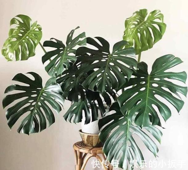 卧室养花,首选这3款,净化空气颜值高,摆上两盆睡觉香