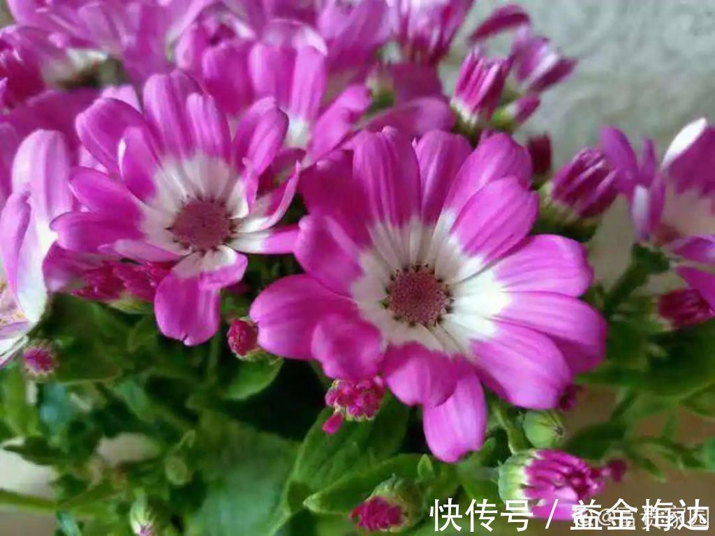 水仙花|6种花是一次性,开完可以扔了,别再浪费时间