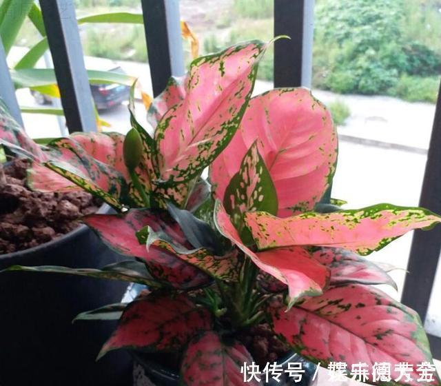 罗汉松|7种“转运花”,家里养一盆,漂亮又吉利,还有好运气