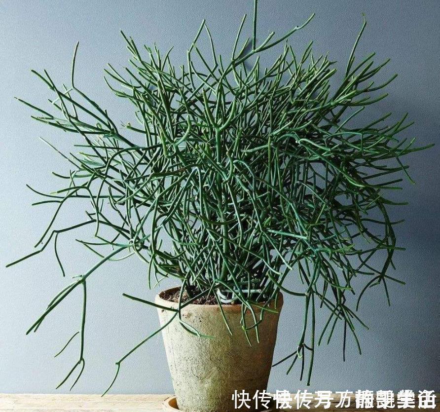 酸性|盆栽花都怕“碱性”,养花学会2个技巧,土壤呈酸性,叶绿开花多