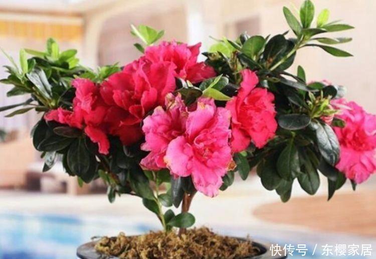 爆盆|几种超香的花卉,好活易爆盆,花色柔美,花朵烂漫迷人