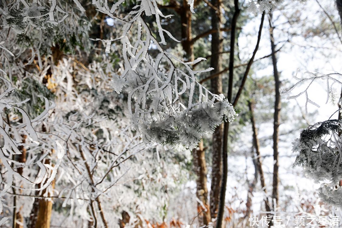 黄泥浆岗|宁波第二高峰，雪国风光，雾凇奇观