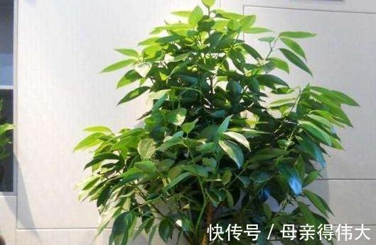 把3种花摆客厅,一个月浇1次水都没问题,最适合懒人养