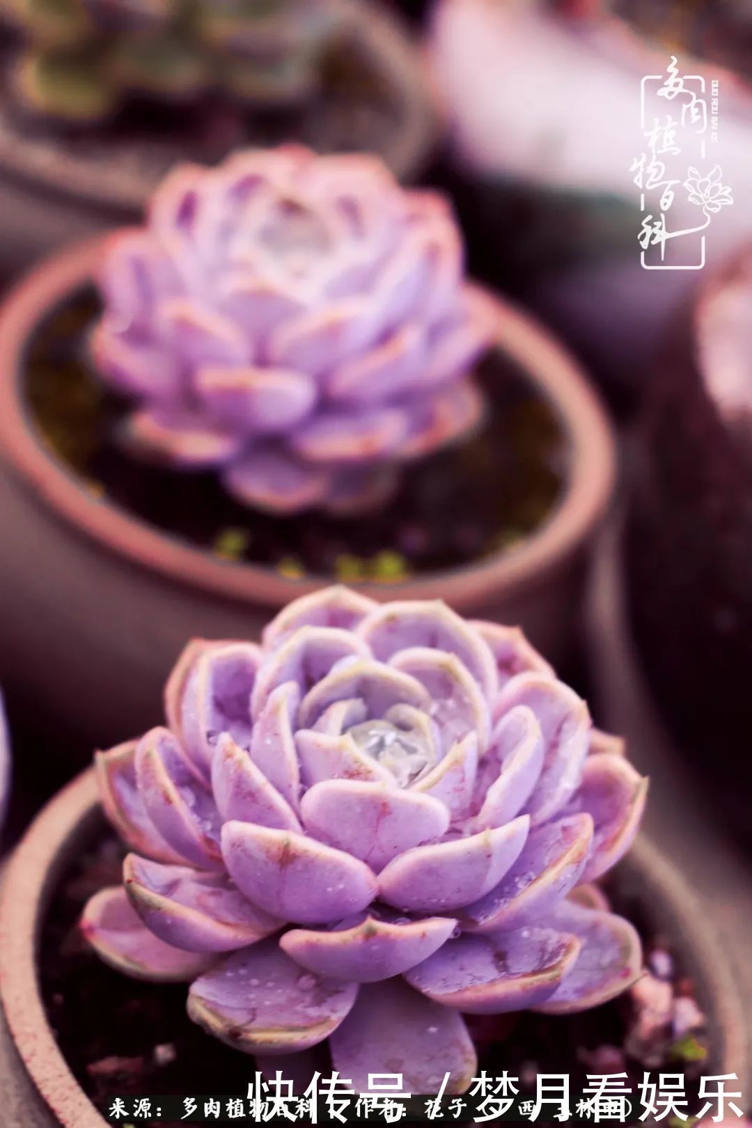 为了爱情|为了爱情来到陌生城市,偶遇多肉,地老天荒的爱恋!