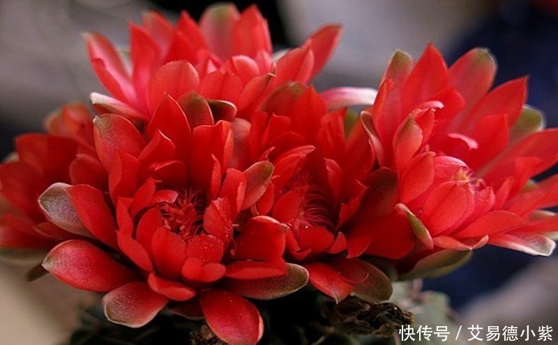 给大家介绍的三种花,好看又好,一个月不浇水,一样绿