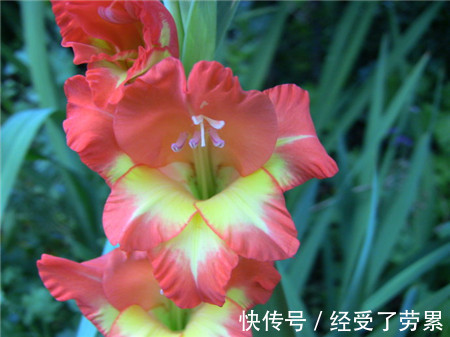 此花是一种高尚的花,所代表的是长寿和健康,是寓意吉祥的花