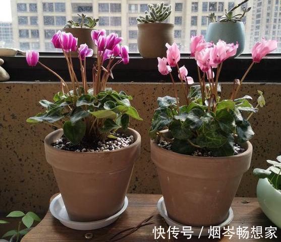 管理|日常养护仙客来难围绕5点管理,盆栽株型美、叶片密、开花多