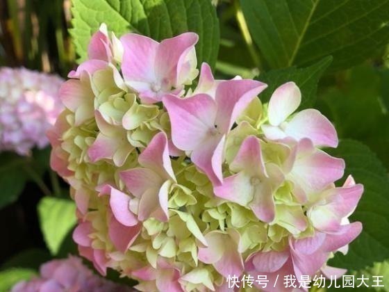 家里有花园,一定要种这几种花,不用打理就能花开满园!