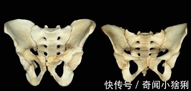 外星人|为什么人类分娩如此痛苦,而其它哺乳动物却没有这种困扰?